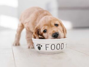 Alimentazione equilibrata del cane