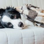 Tieni al caldo il tuo cane sotto una coperta