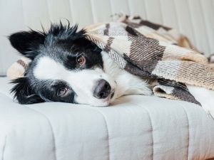 Tieni al caldo il tuo cane sotto una coperta