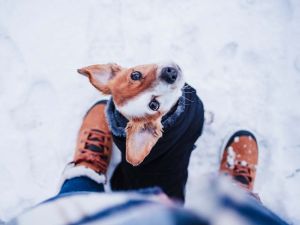 Alcune razze di cani soffrono il freddo più di altre