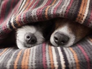 Assicurati che il tuo cane abbia un posto caldo e asciutto per dormire